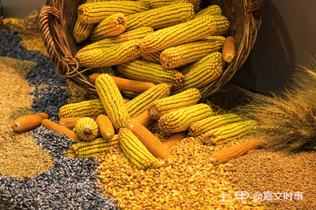 美国对华玉米出口最新统计：本年度迄今销售总量同比降低38%
