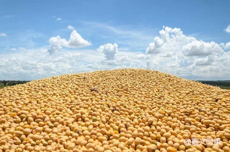 大豆下跌1.3%，春播进度超过平均