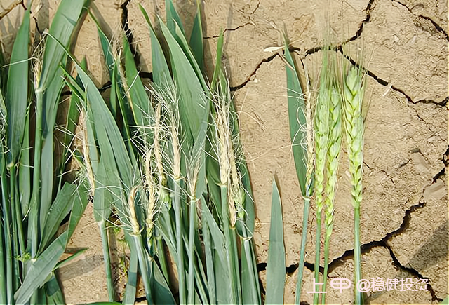 3月倒春寒来了？对小麦有啥影响？