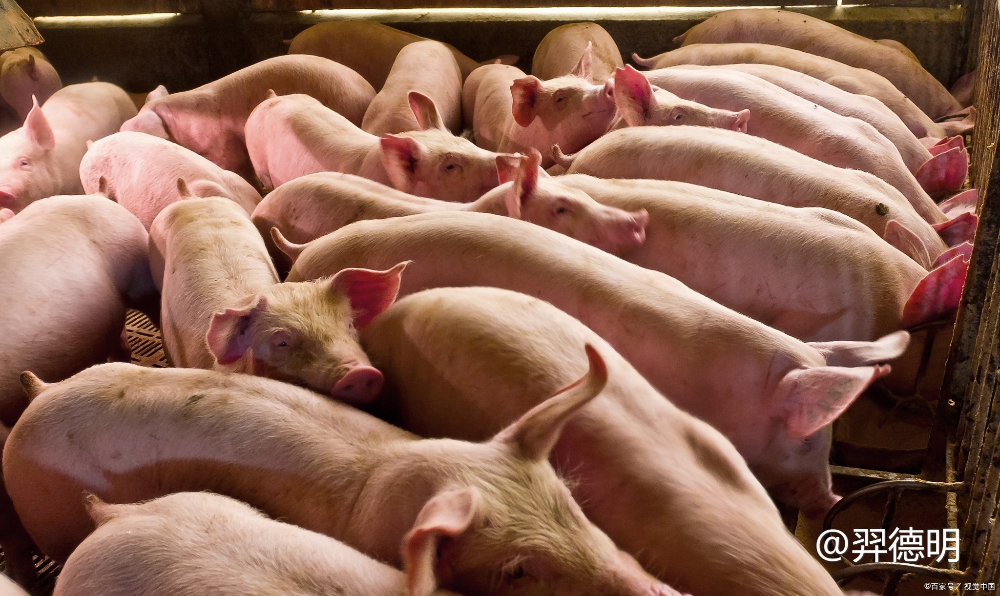 生猪期货反弹趋势难现，库存过高是关键问题
