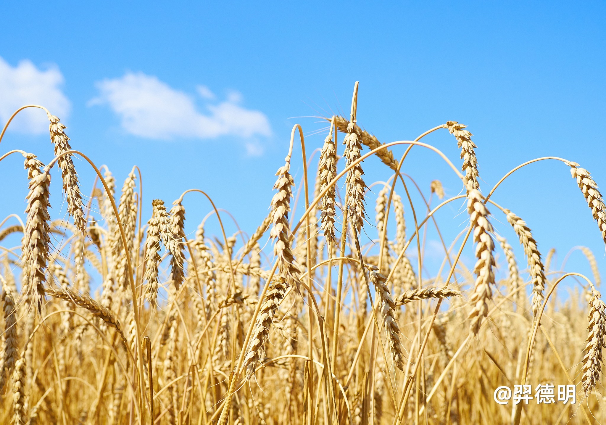 5月小麦市场回顾：陈麦价格先落后涨