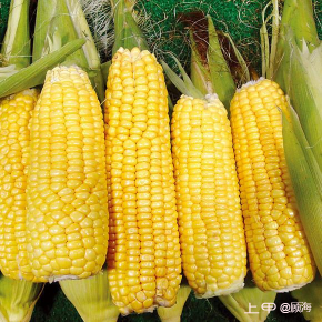 玉米:小麦反弹 玉米企稳 周五玉米夜盘上涨
