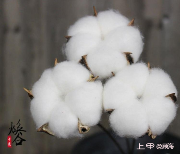 棉花: 美棉收跌 技术性卖盘拖累