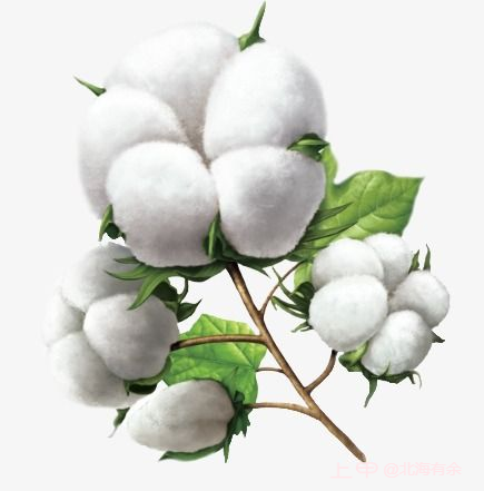 【回顾期市日评0404】农产品板块：棉花