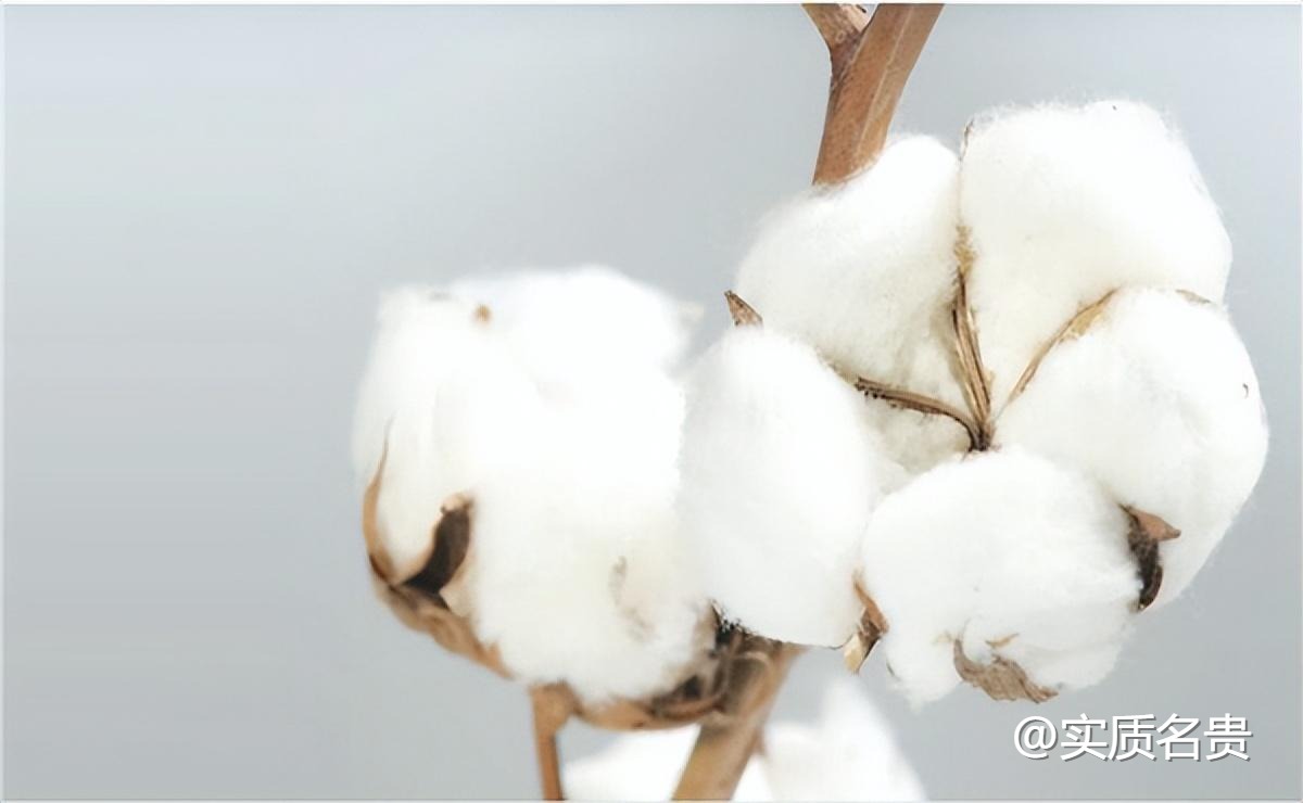 棉花期货基础知识及交易规则介绍