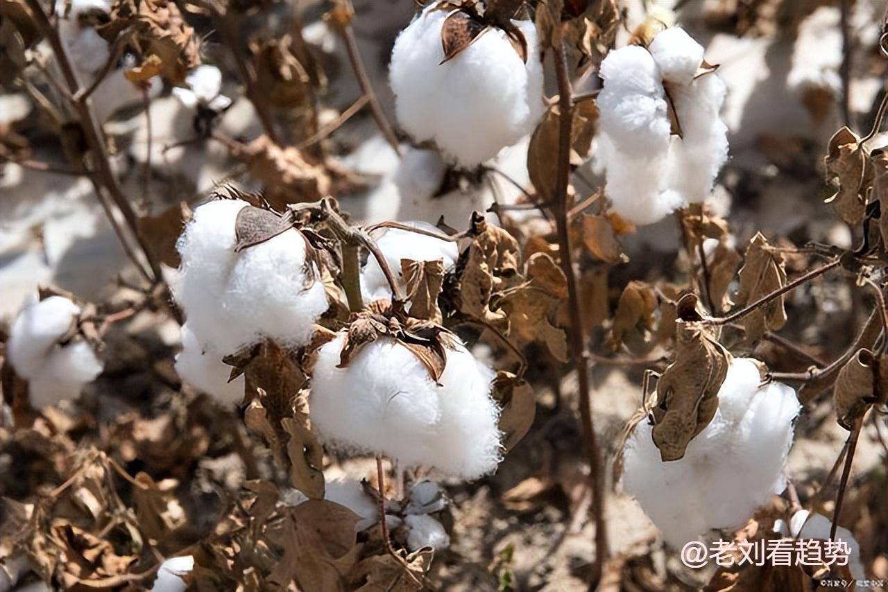 衰退周期已至，产量下降和内需复苏下，棉花后市该何去何从？