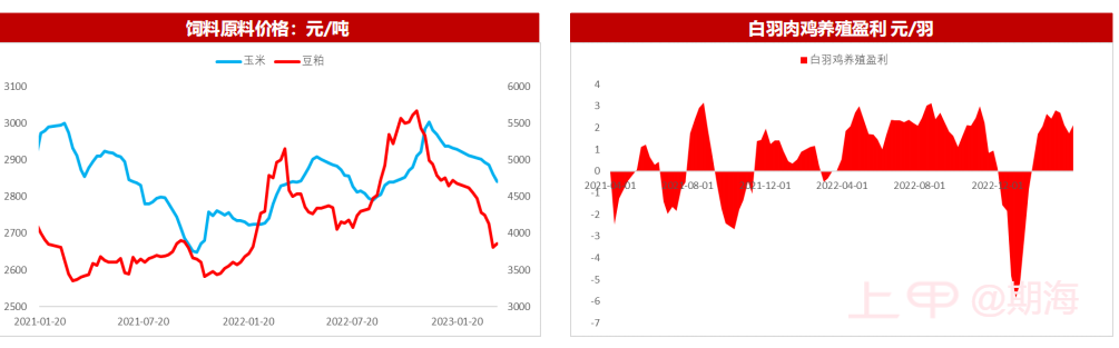 肉鸡市场分析及后期观点20230406
