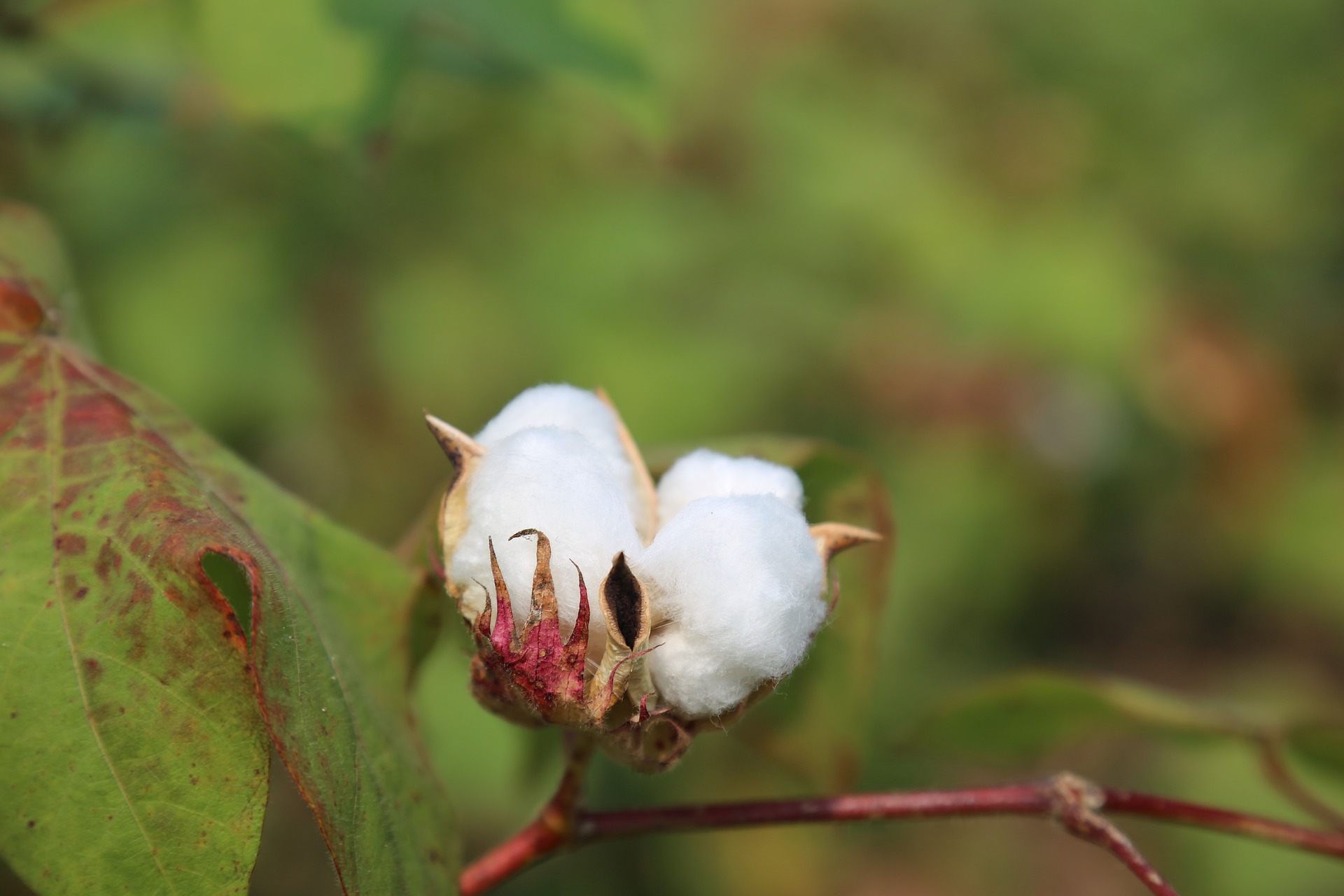 棉花期货的交易规则分析,棉花期货价格影响因素有哪些？
