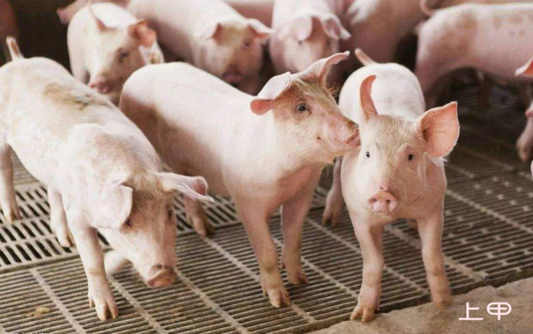 生猪期货月内跌超12%