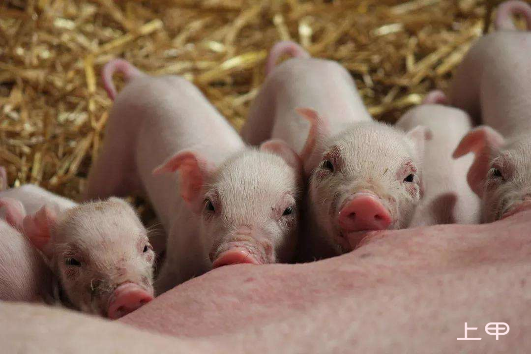消费市场逐渐回暖 生猪养殖价值显现