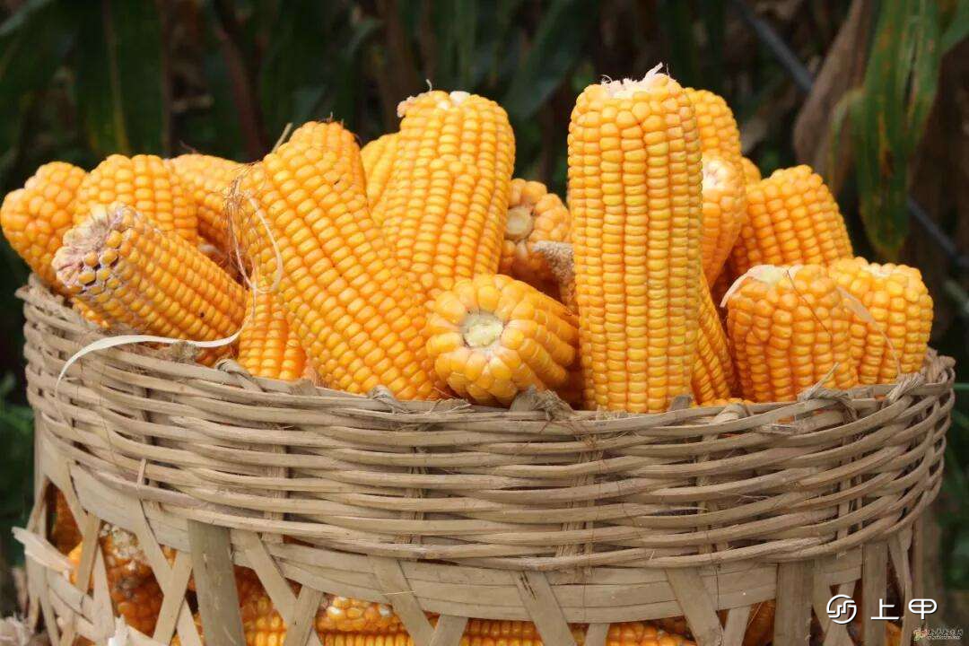 玉米期货分析