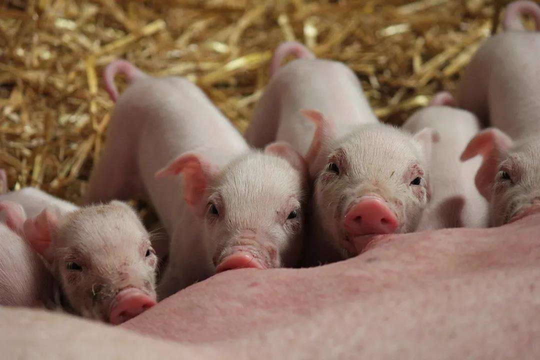 非基本面因素——政策对生猪行业的影响分析