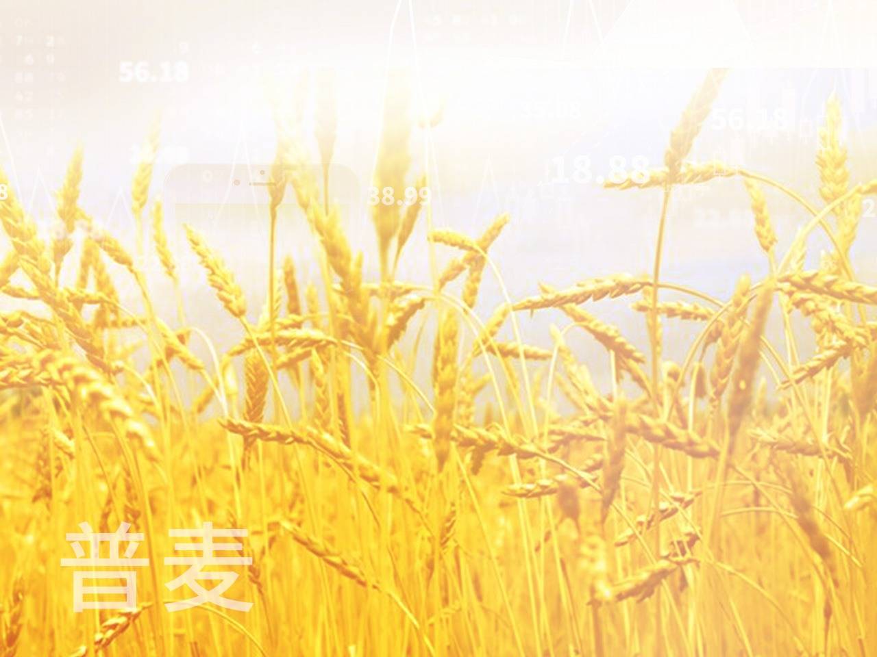 全球小麦市场一周要闻：全球小麦产量前景改善，小麦价格下跌